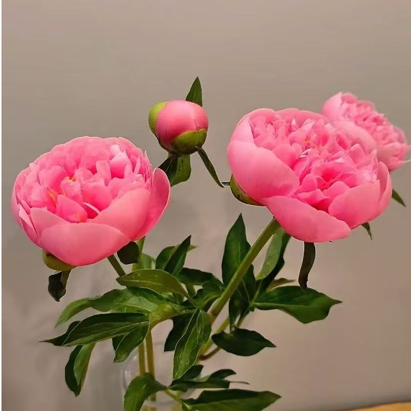 【三文鱼】进口芍药花苗 先发肥料秋季发苗四季易活