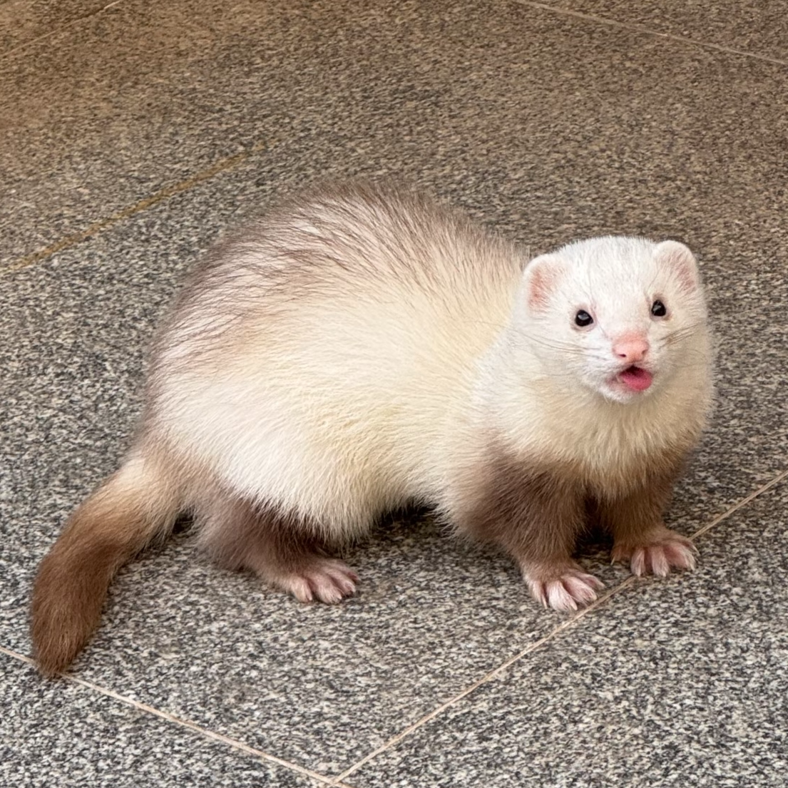 宠物貂毛孩子异宠(定)