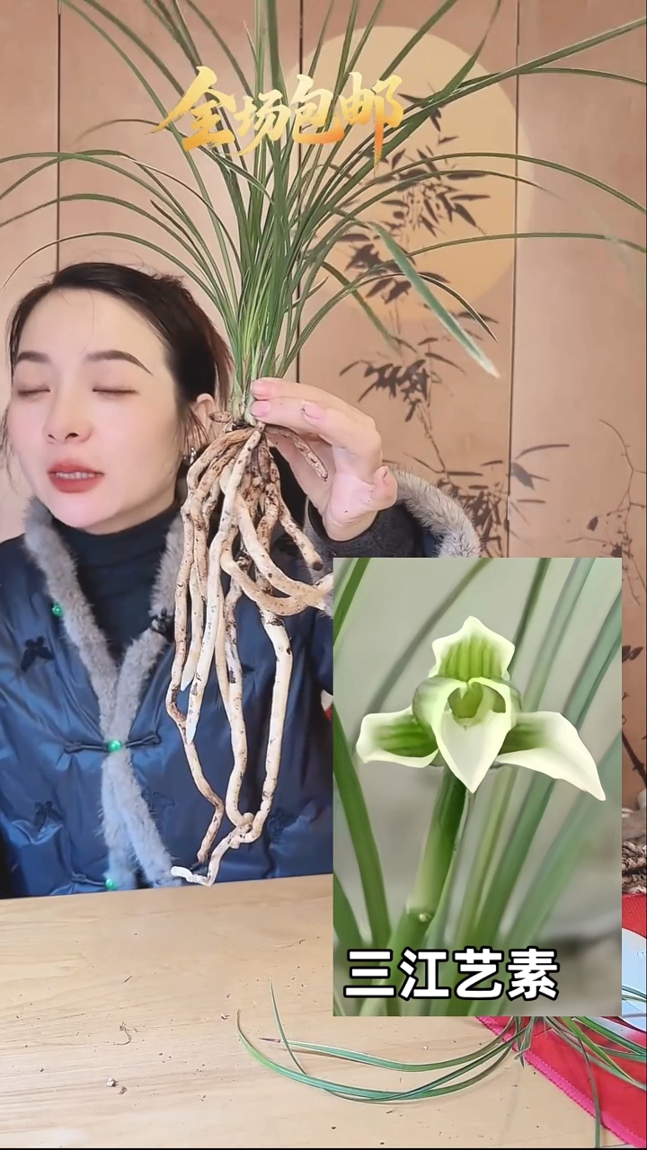 当前无花栽培后可以开花：三江艺素