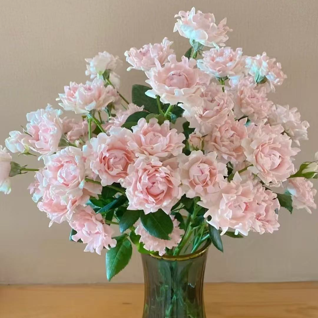 【大力甄选】AA级海葵苏芬多头玫瑰 云南基地现采现发 一单包邮