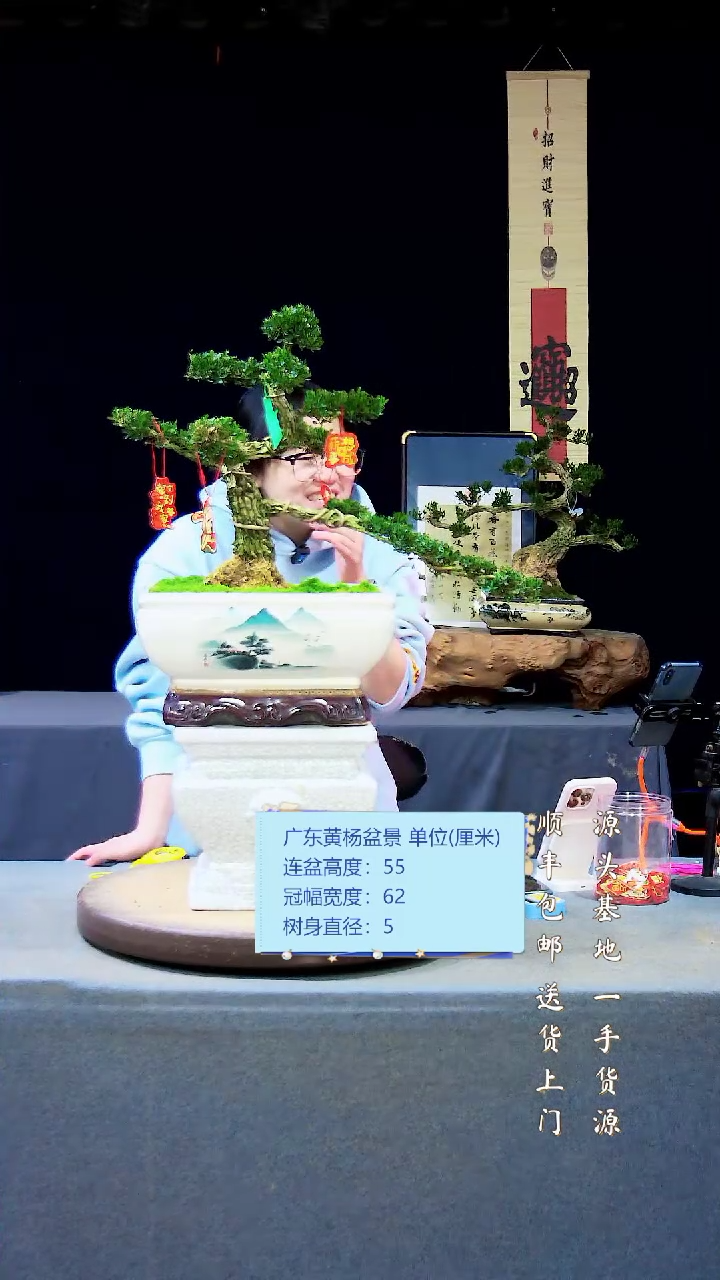 【闪购商品】雀舌黄杨盆景雀舌黄杨盆景