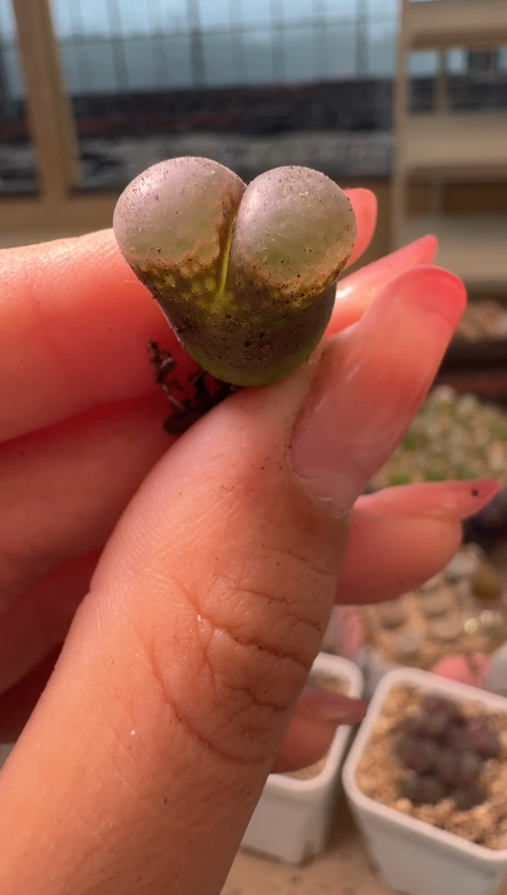 17-156多肉植物肉锥