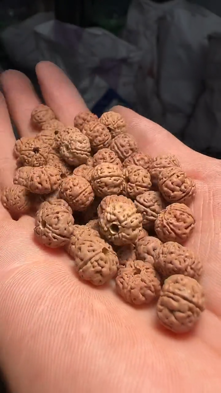 金刚菩提手串非全品老树王散籽11-12mm一份一百颗