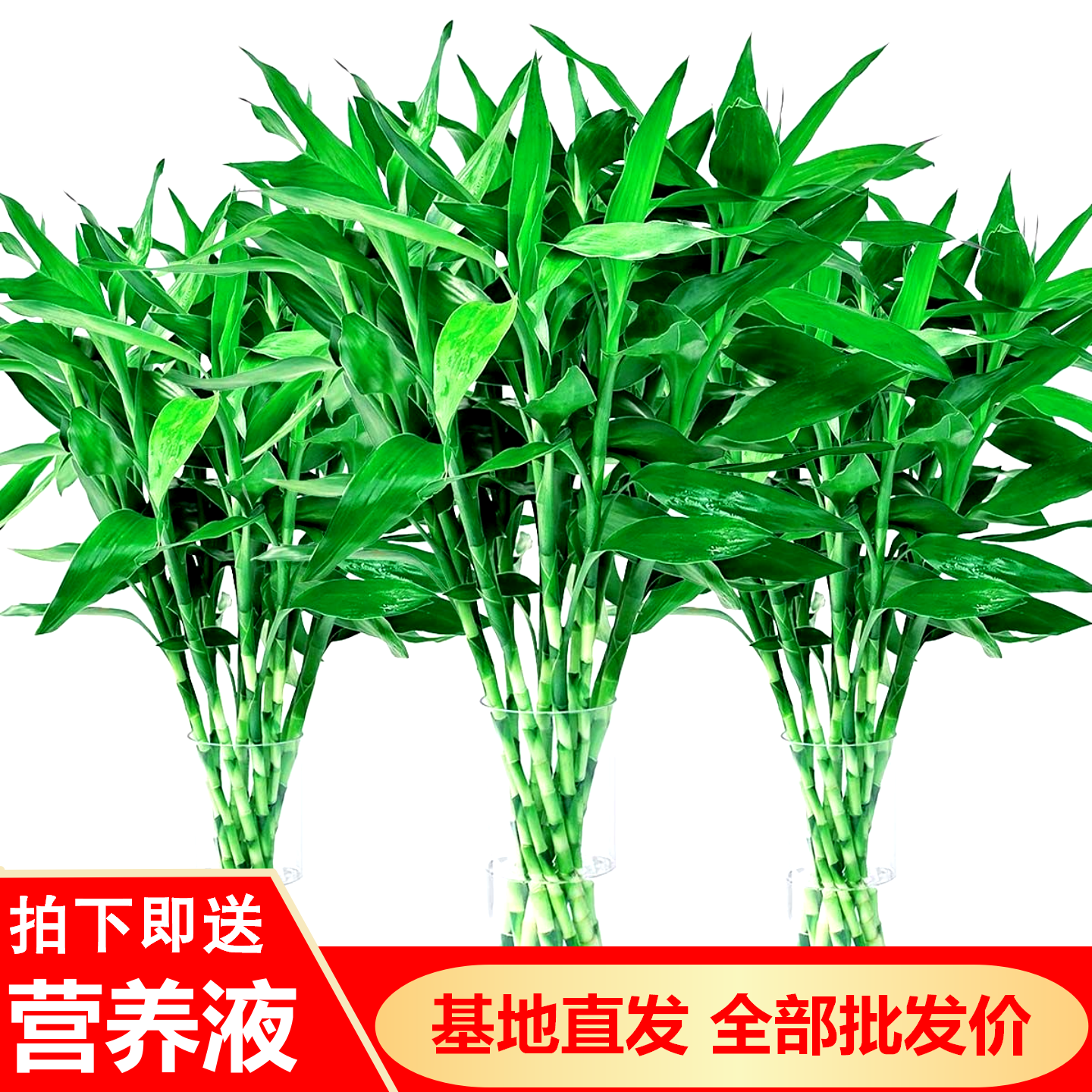 精品富贵竹80-90厘米大竹大叶水培植物水养绿植净化空气吸醛室内