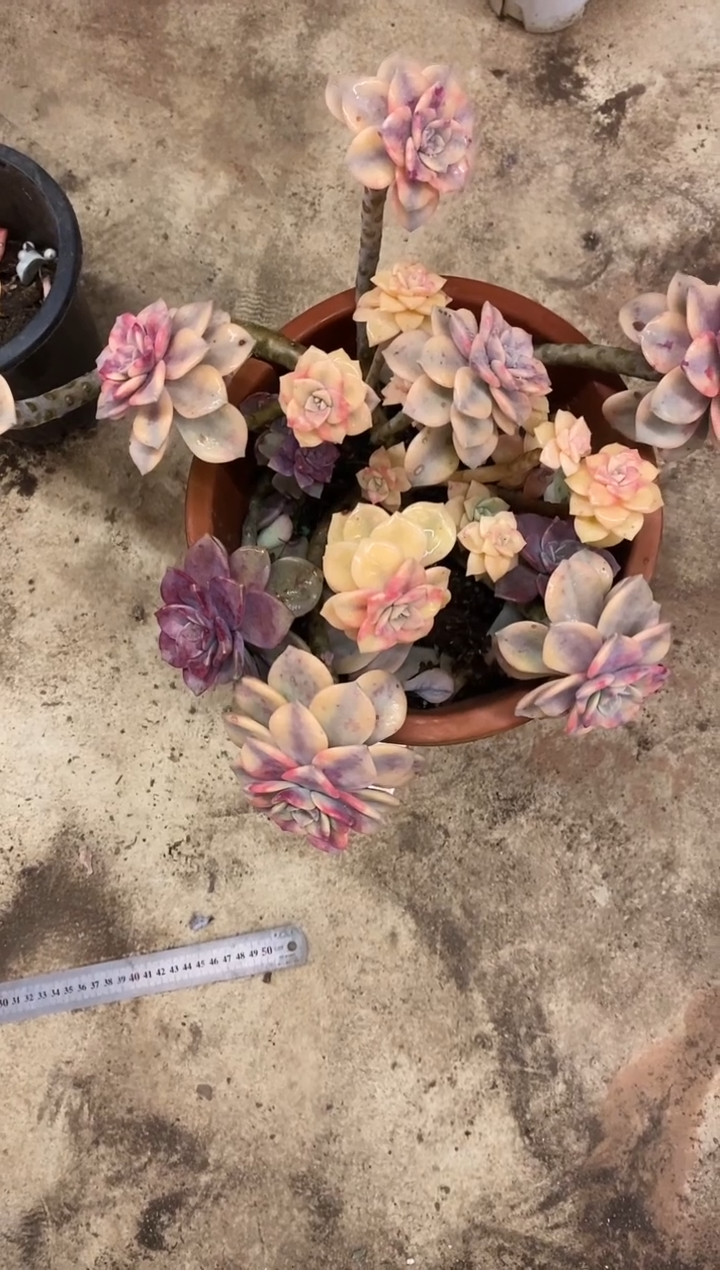 【闪购商品】31号淡雪锦￥168