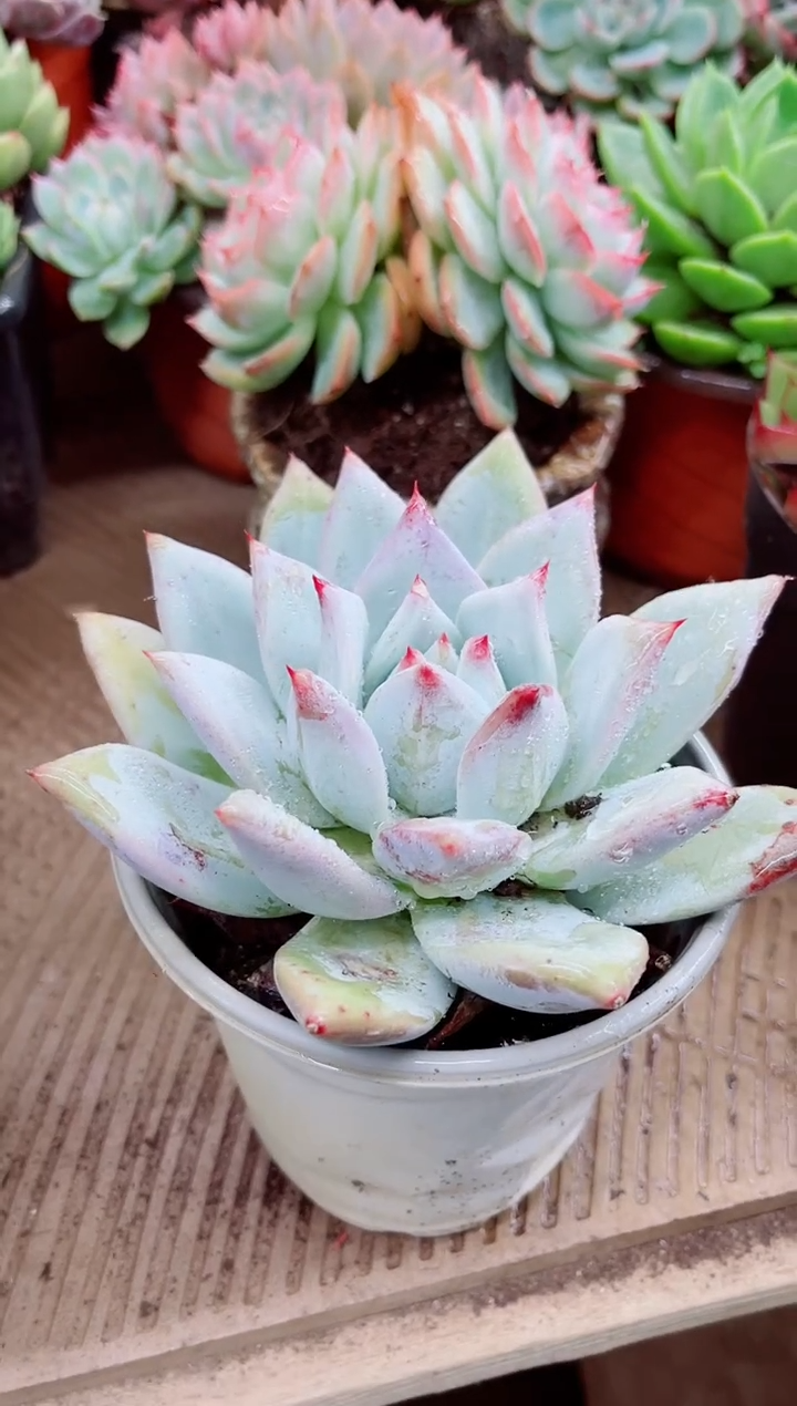 益*?05025多肉植物一物一拍