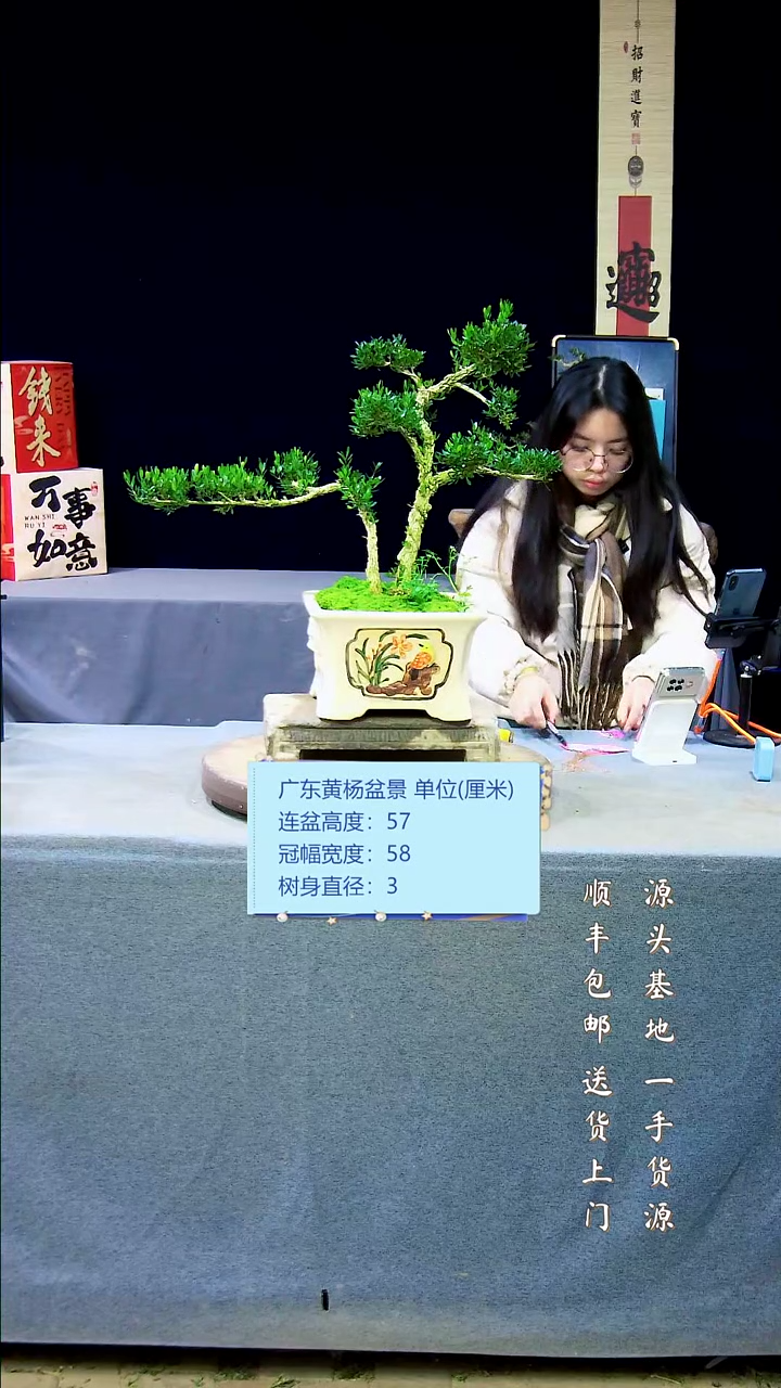 【闪购商品】黄杨盆景黄杨盆景