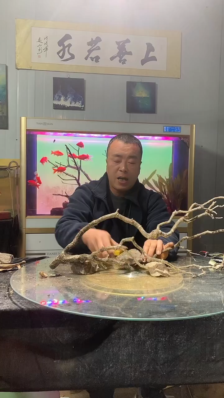 直播间黄栎木116号