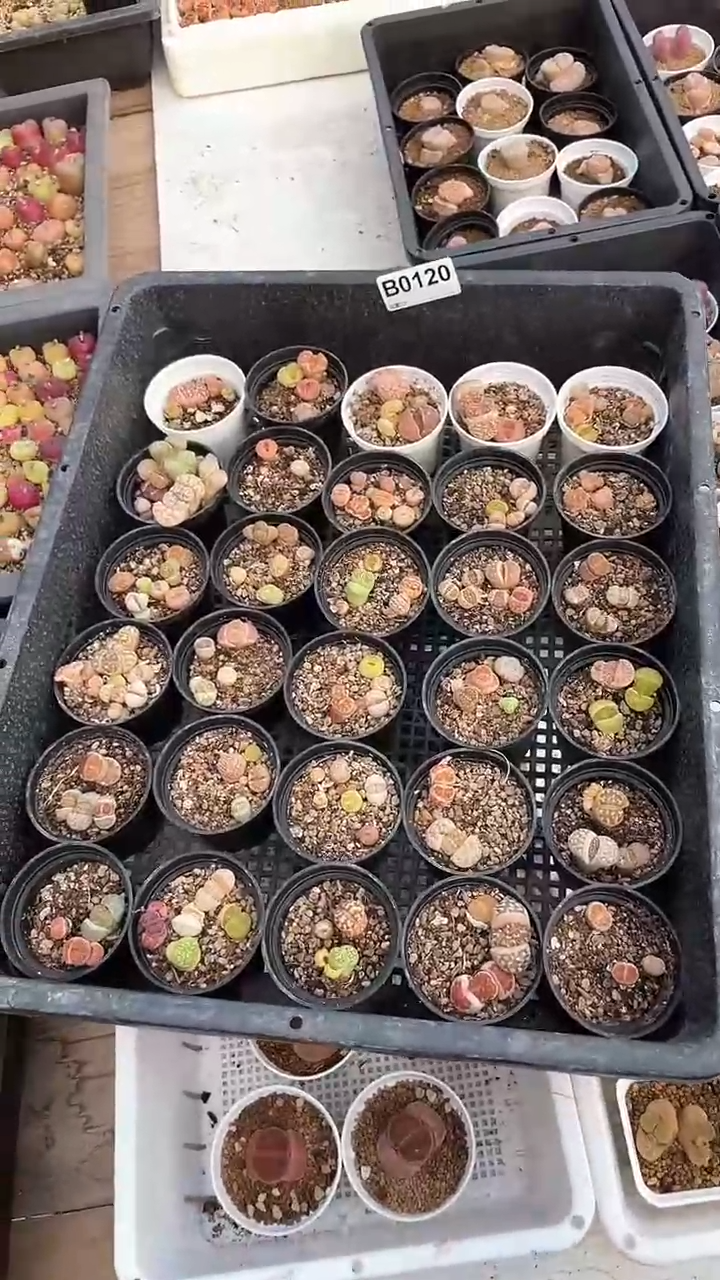 【闪购商品】0120 不售后