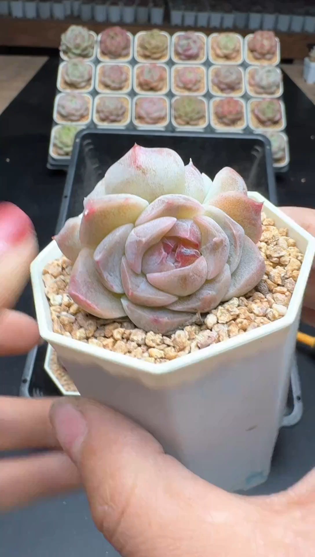 【闪购商品】801E号一物一拍多肉花卉植物3颗起发