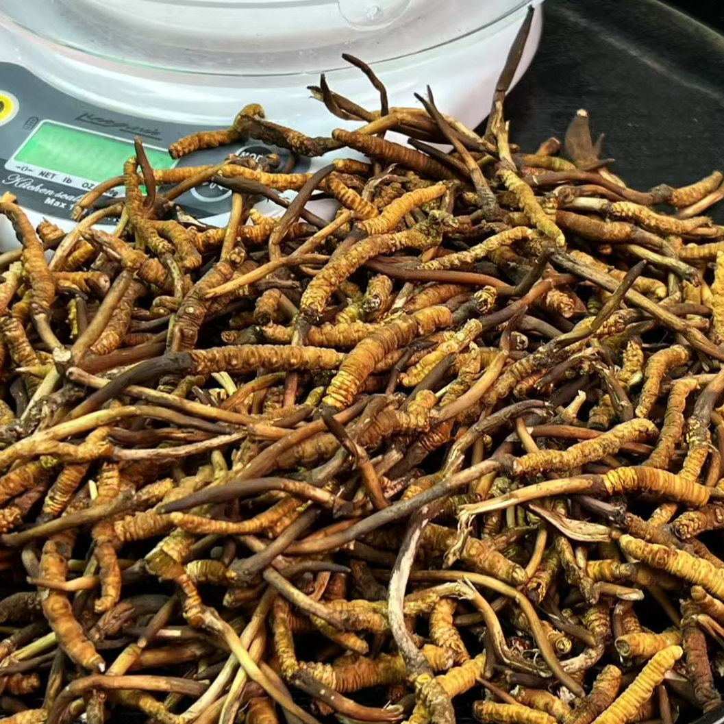 【西藏 那曲】鲜 碎草  高海拔当天采挖肉节饱满顺丰真空包邮