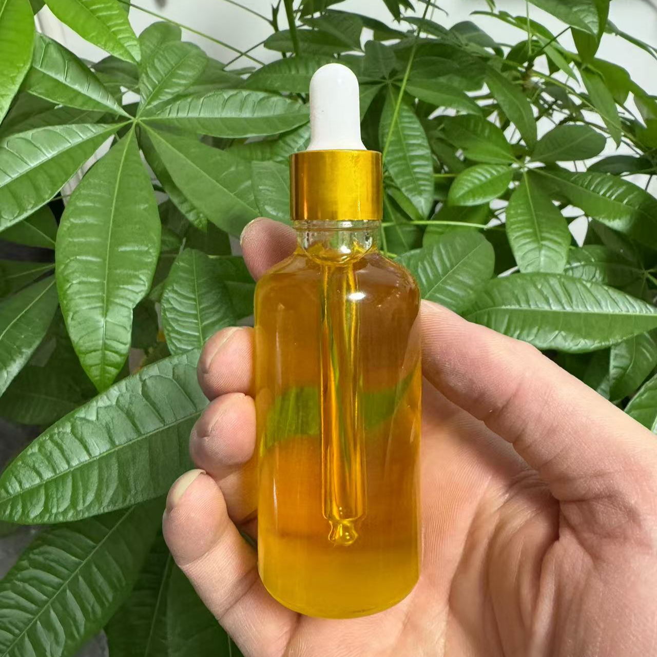 老黑茶油老黑茶油