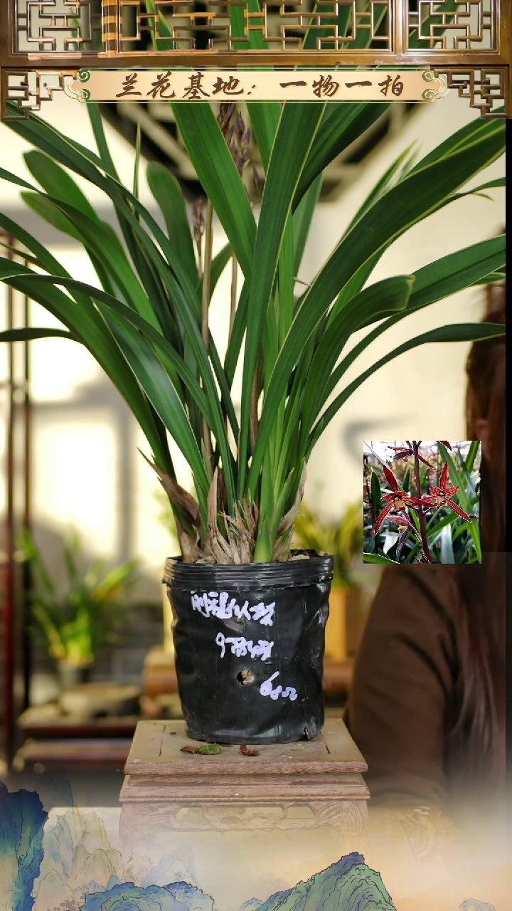 全部花苞前程似锦带花剑