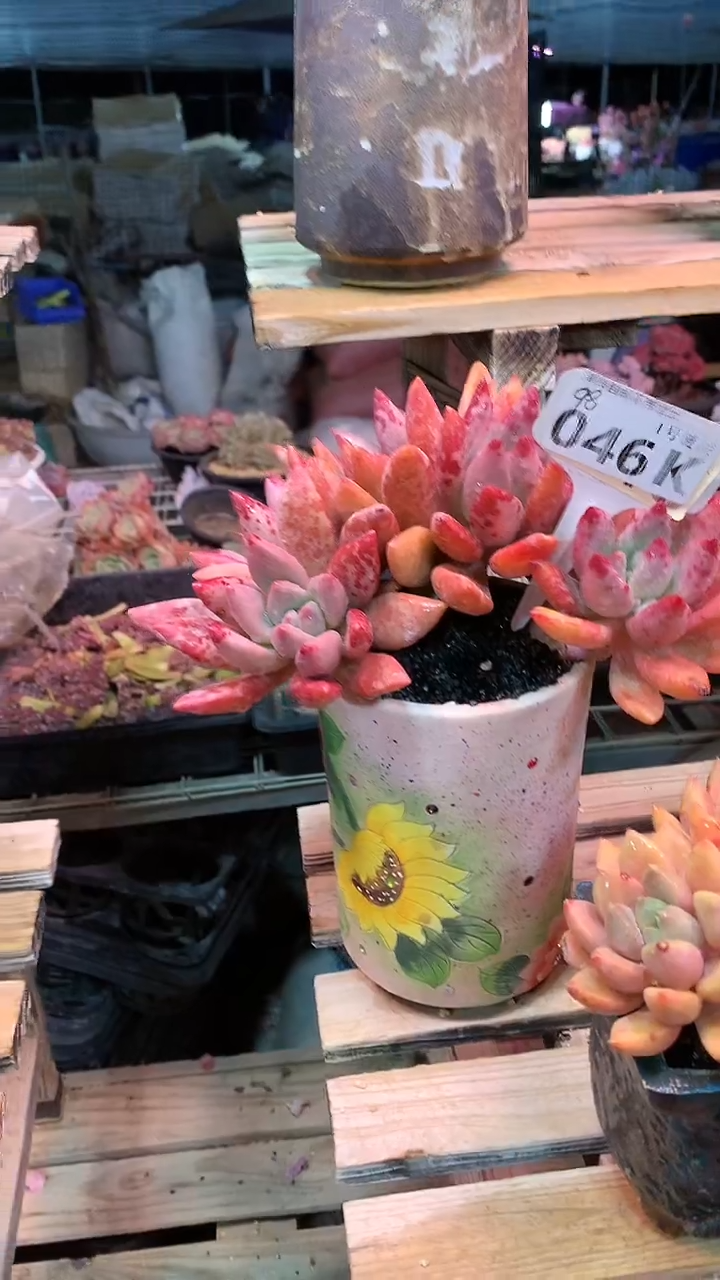 【闪购商品】046KKK