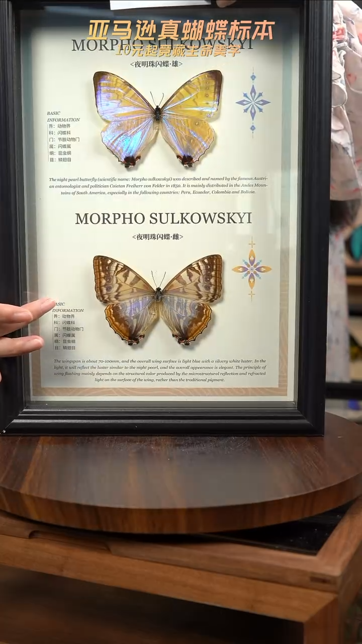 蝴蝶标本摆件竞拍a57