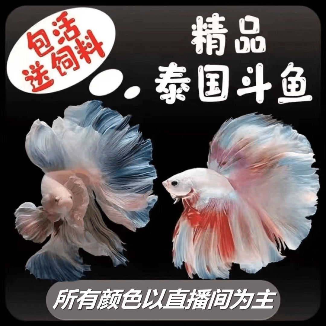 B5（97-120）精品泰国斗鱼小型热带观赏鱼（直播间选鱼）