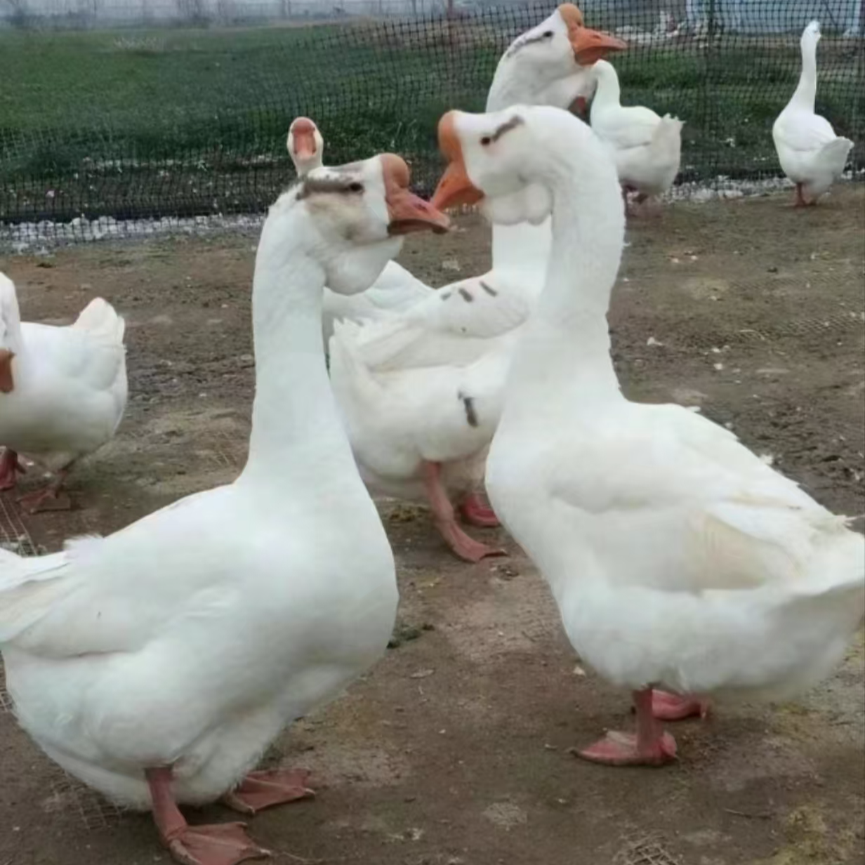 【大种三花鹅大白鹅】大体型宠物鹅高产包邮