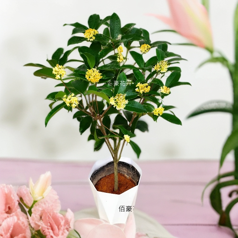 佰豪四季桂花浓香型即将开花盆栽室内客厅花期超长花卉基地精选