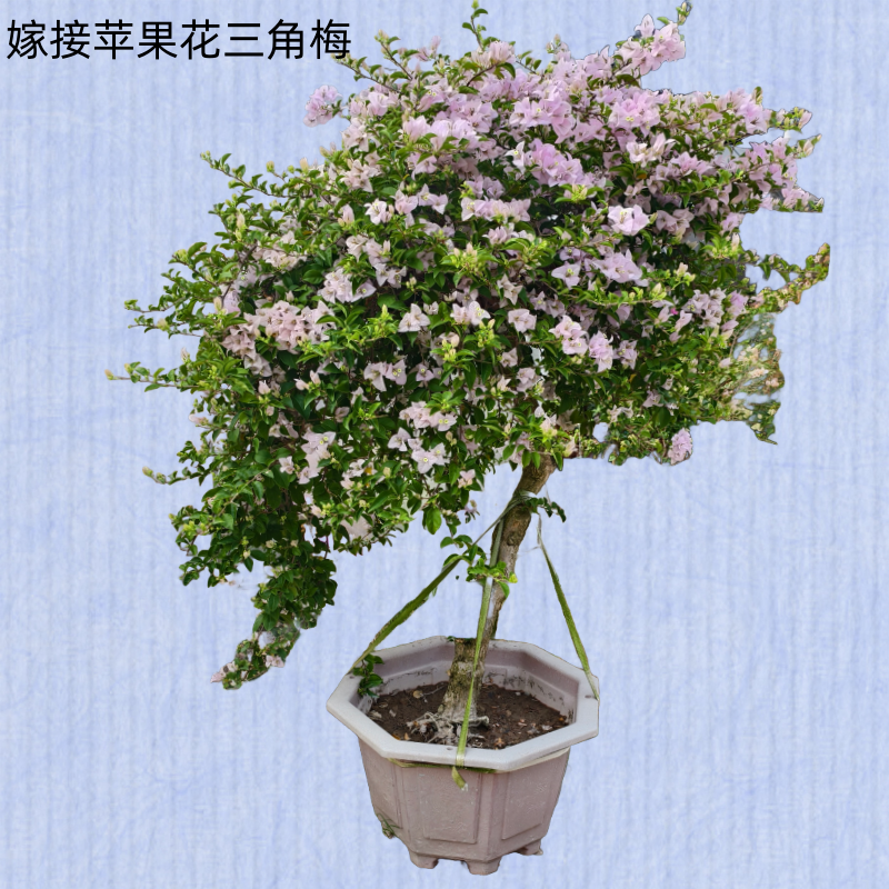 {直播间一物一拍}三角梅黄马斯勤花九月日落丽人五宝阿达娜