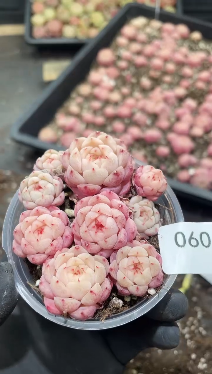 060观棠      量拍