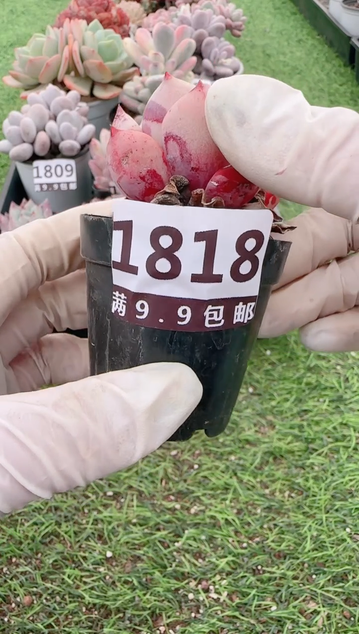 【闪购商品】信福多肉一物一拍