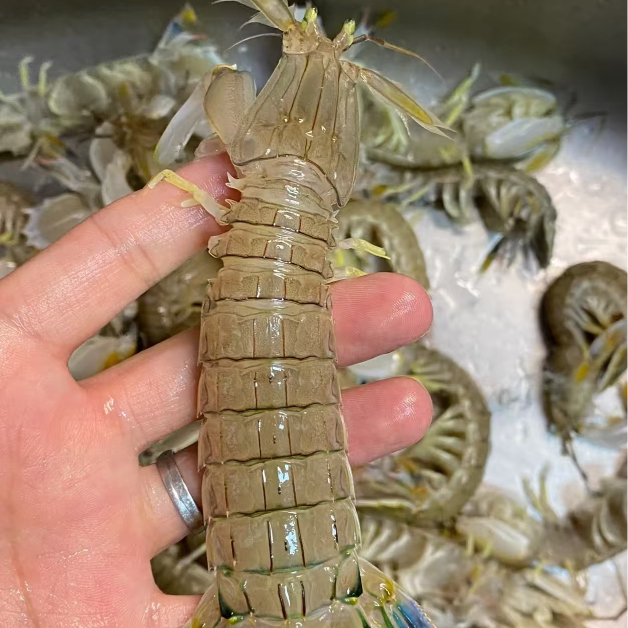 本地黄毛皮皮虾