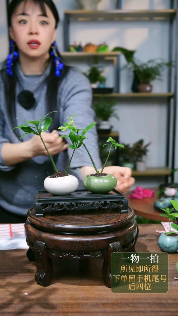 【闪购商品】126---7877竹柏白绿2个