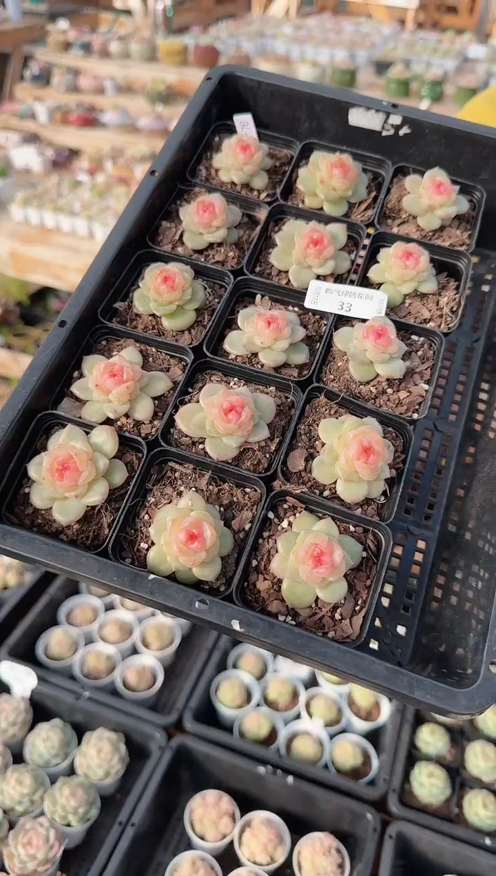 1212-33bl-4多肉量拍任意发一颗群生不包整