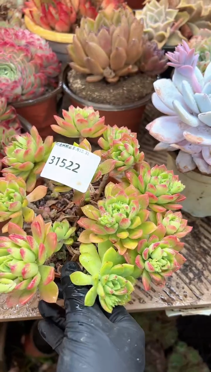 芝**子多肉植物一物一拍31522