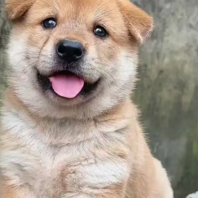 【小美】中华田园犬土松五黑五红犬