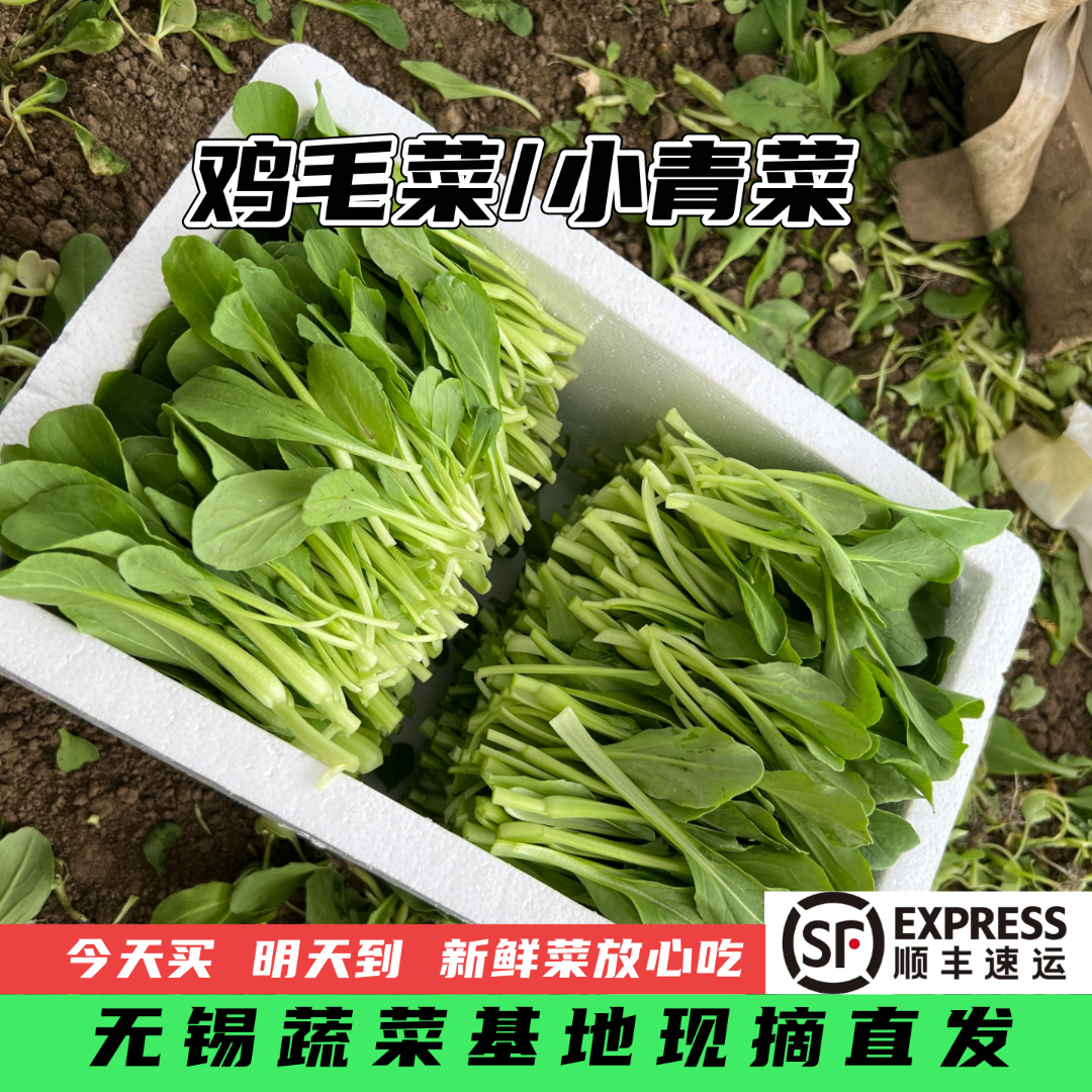 小田园鸡毛菜去根小青菜现摘新鲜蔬菜青菜鸡毛菜