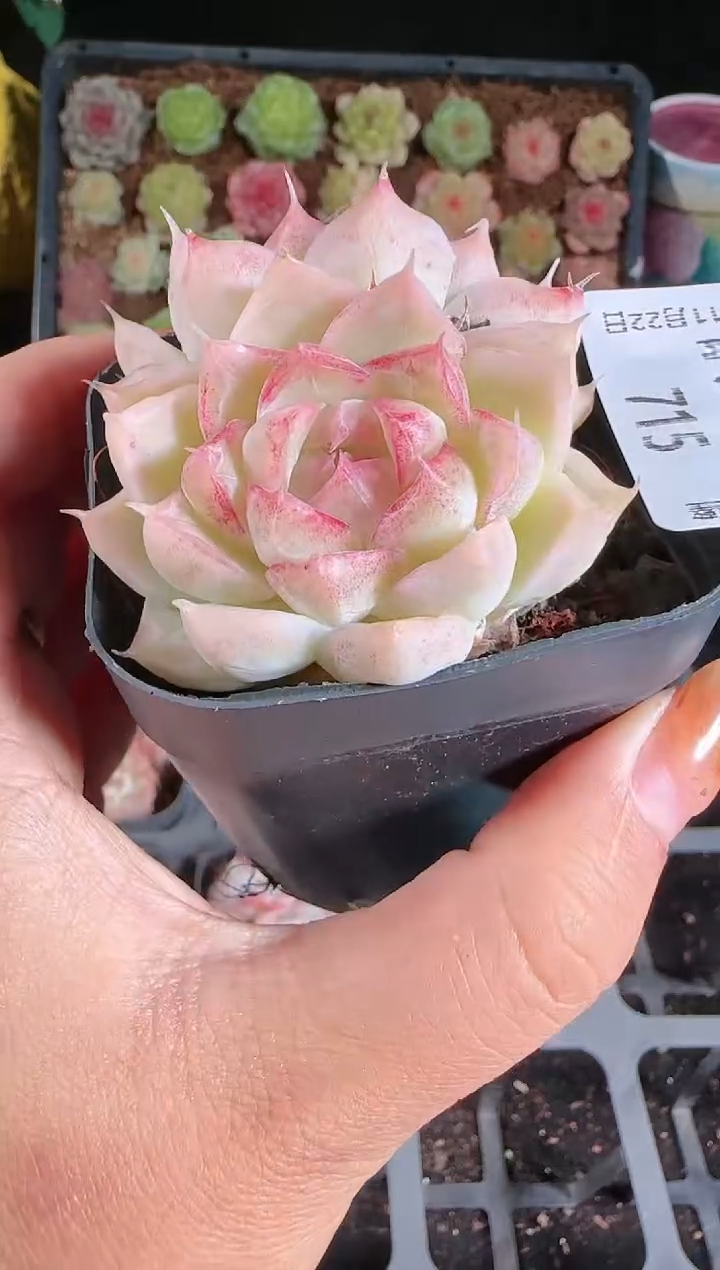 1122-715群生不包整