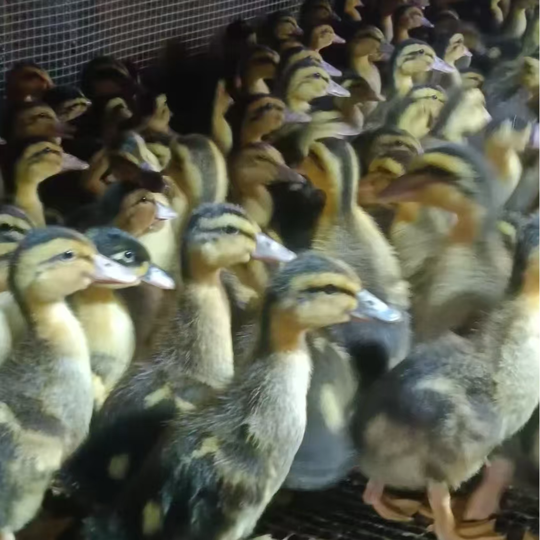 纯种网红宠物柯尔鸭【麻鸭】活体顺丰包邮