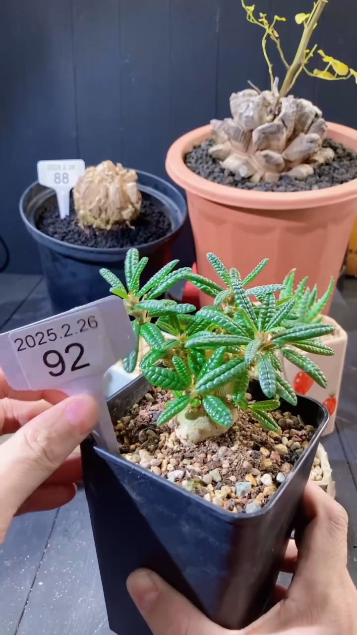 【闪购商品】VIP小宇758元泡泡叶2.26.92