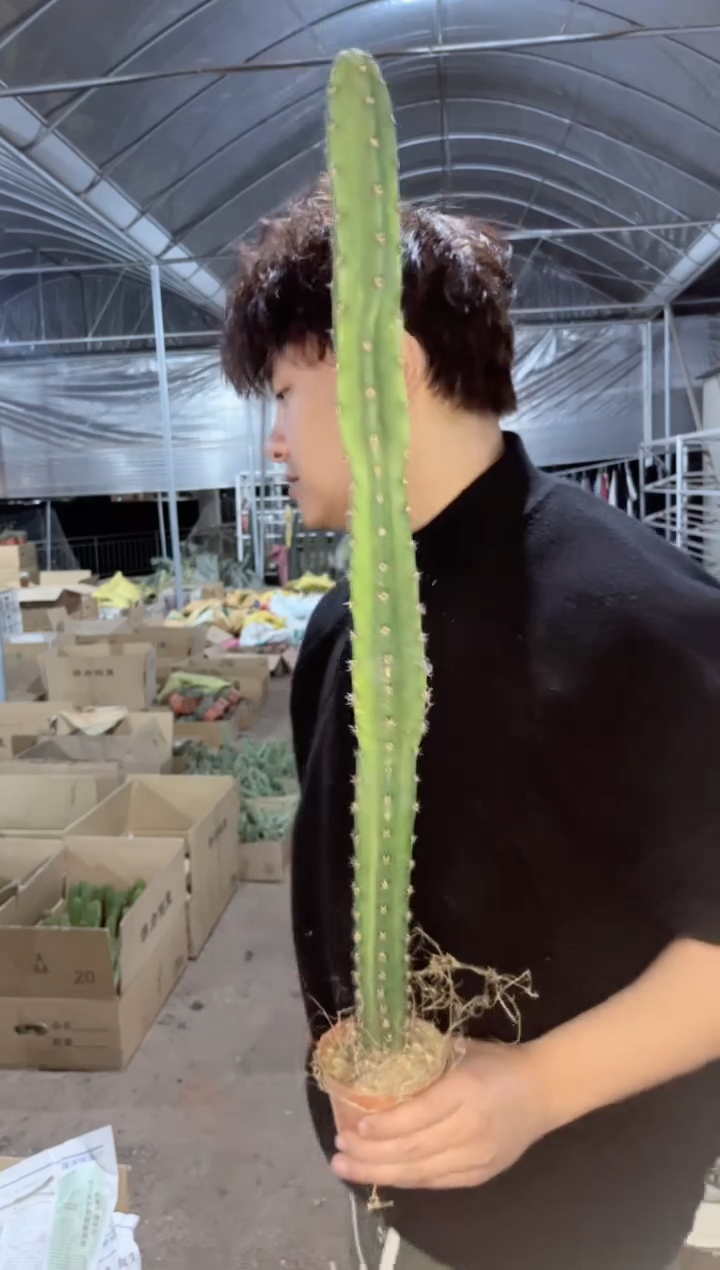 【闪购商品】高40cm 秀蒲柱【带根】