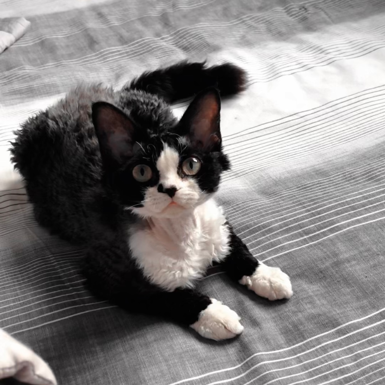 安娜家的德文卷毛猫（拍前先咨询客服）