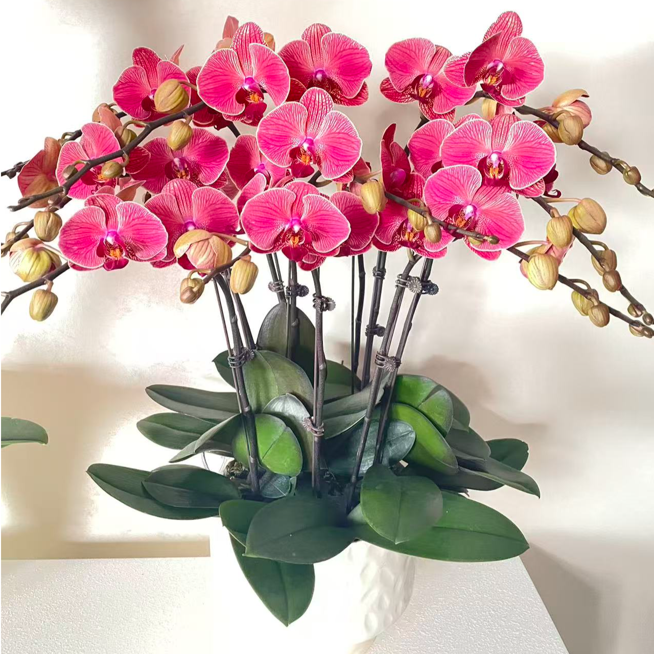 年宵花《聚宝橘子》橘红色系蝴蝶兰精致组盆好养耐养花期长基地直发