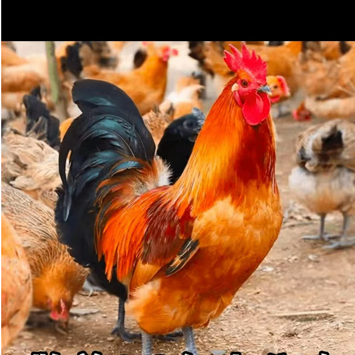 农村散养大公鸡，肉质紧致，鲜嫩