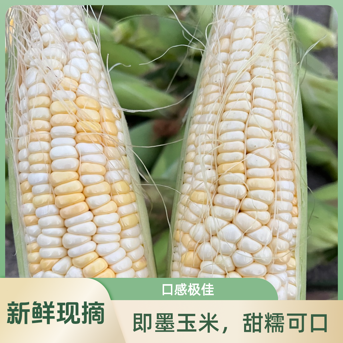 即墨甜糯玉米 甜糯口感 现掰现发 中小果 助农12个（省外勿拍 介意虫眼勿拍）山东省山东省