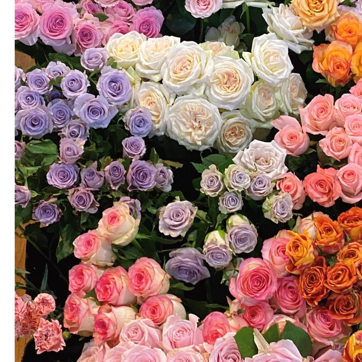 玫瑰泡泡康乃馨桔梗草花一单中通两单中通包邮三单顺丰/邮政