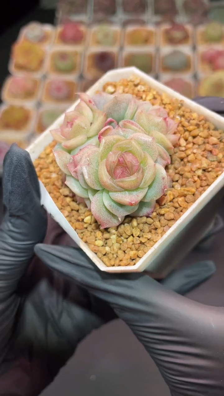 闪购052 粉冰翡多肉一颗