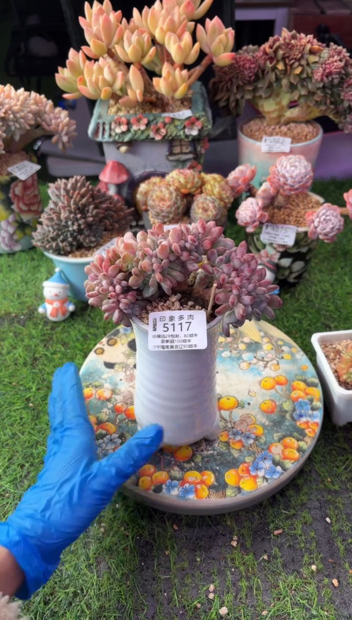 昆明印象多肉5117