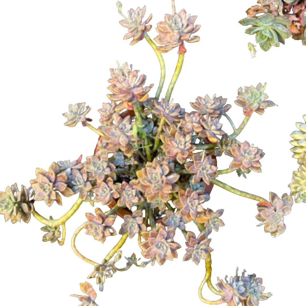 眼镜多肉（阿伦陪）整装老桩飘枝盆栽盆景多肉