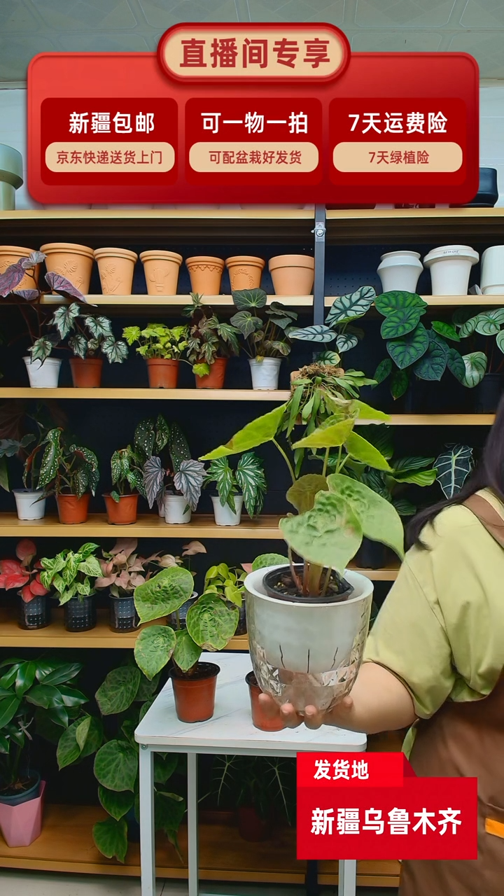 完全开放优**猫福寿+吸水盆