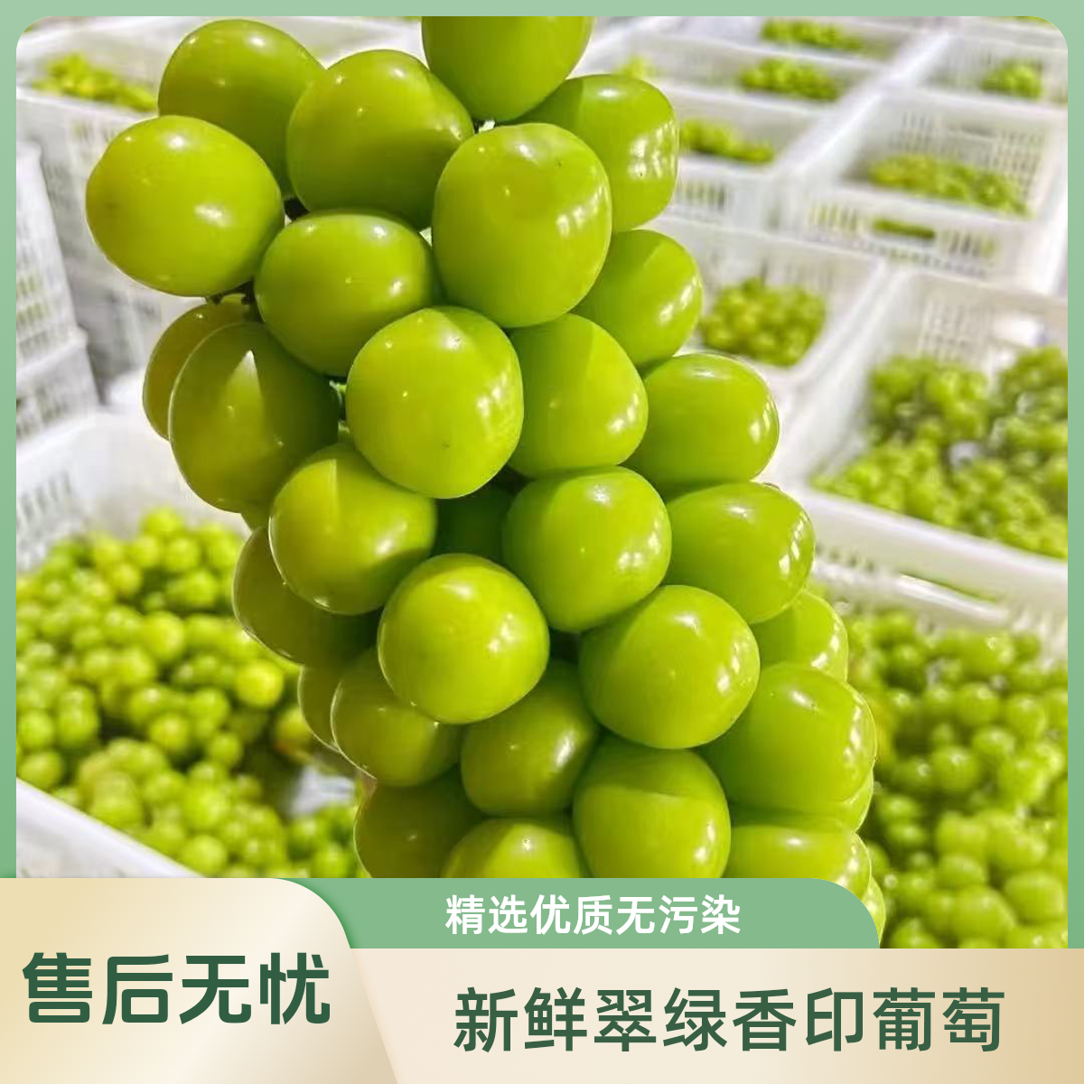 【顺丰次日达】阳光玫瑰新鲜葡萄晴王青提彩箱发当季水晶葡萄新鲜提子江苏省