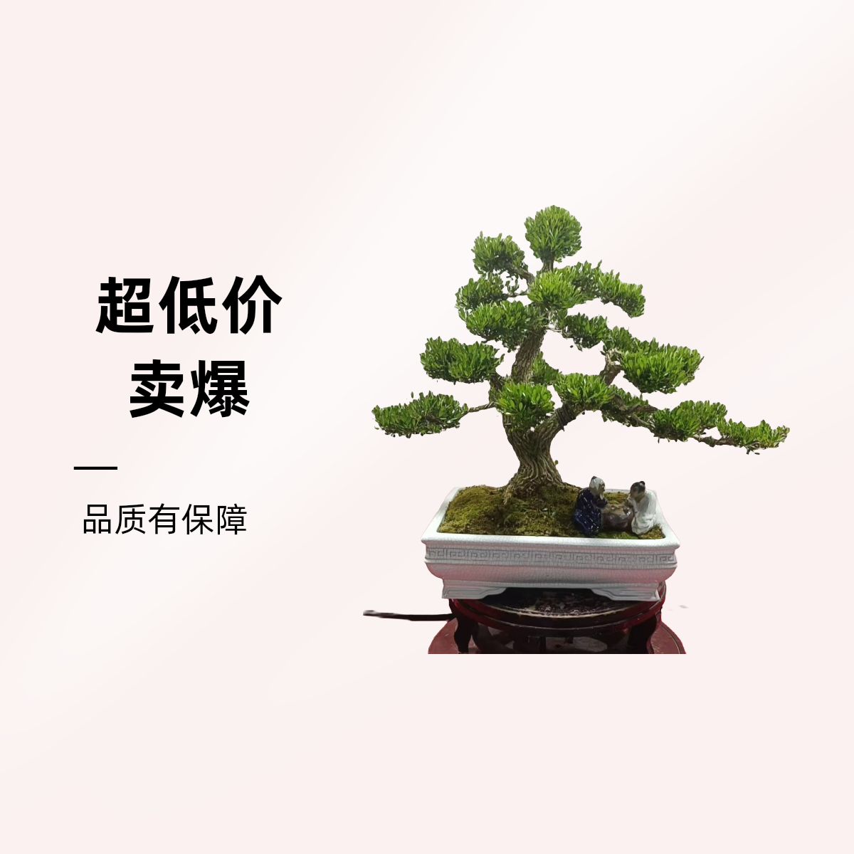 一物一拍，绿植黄杨盆景外好养易活，老桩小叶黄杨绿植盆栽室内