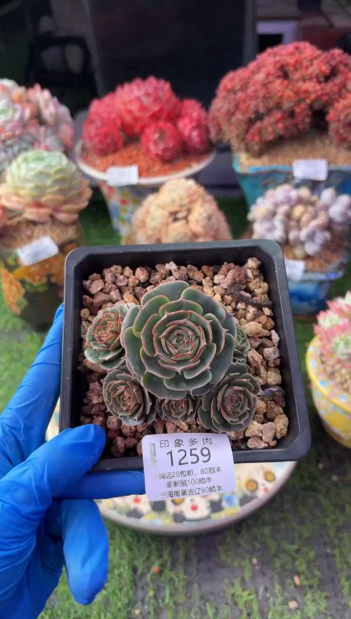 昆明印象多肉1259