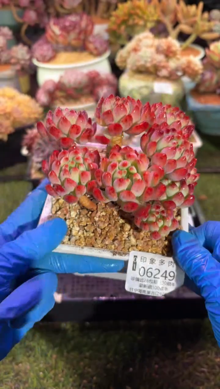 【闪购商品】06249