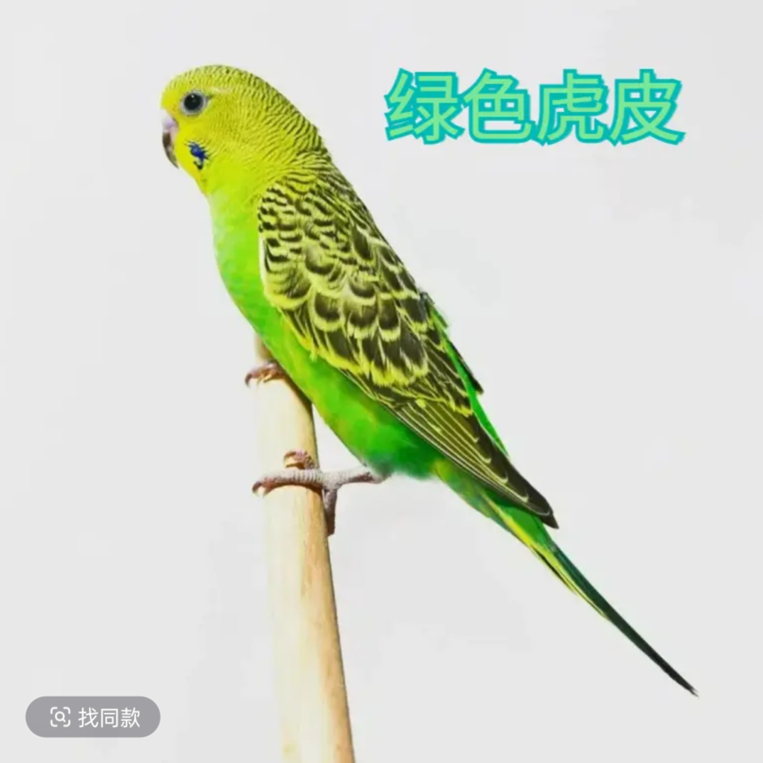 福利虎皮鹦鹉亲人粘人可繁殖