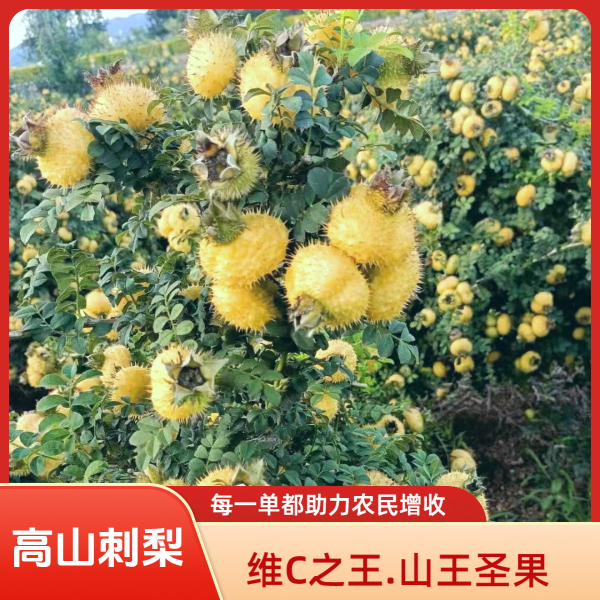 贵州野生刺梨鲜果（高山果）维C之王  可榨汁泡水泡酒